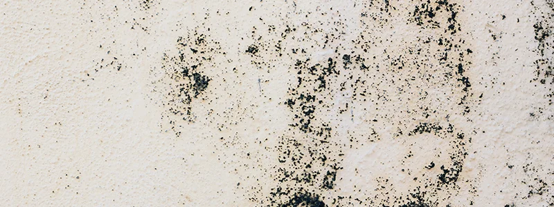 Як уникнути появи плісняви на фарбованій поверхні?