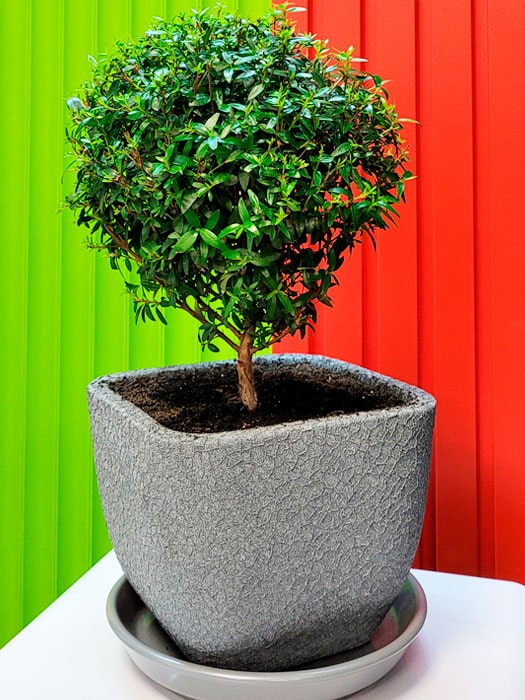 Открытие студии красок Sadolin Professional, Киев - 29